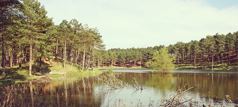 westenschouwen
